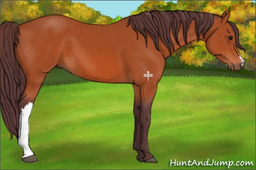Horse Color:Chocolate Brown 