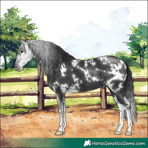 Horse Color:White Spotted Black Sabino 