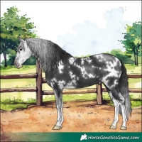 Horse Color:White Spotted Black Sabino 