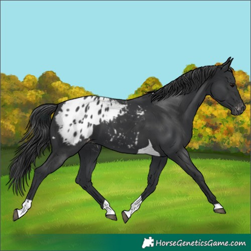 Horse Color:Black Tobiano Appaloosa 