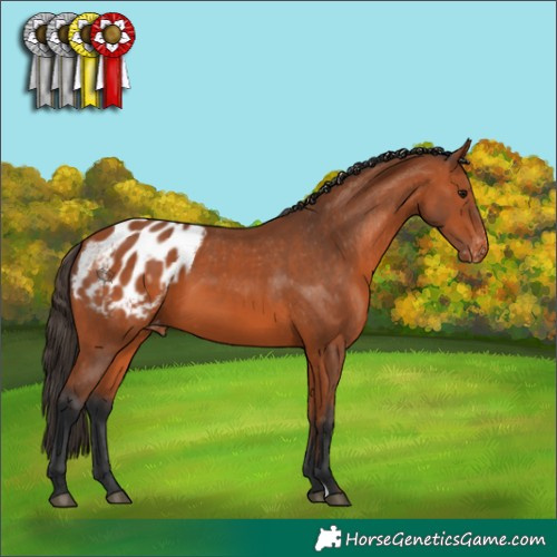 Horse Color:Bay Appaloosa 