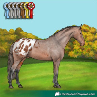 Horse Color:Bay Appaloosa 