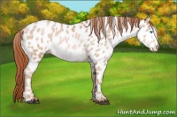 Horse Color:White Spotted Buckskin Pearl Appaloosa 