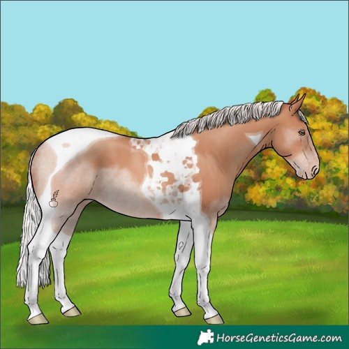 Horse Color:Silver Sable Champagne Tobiano