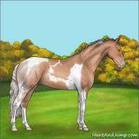 Horse Color:Silver Sable Champagne Tobiano 