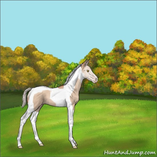 Horse Color:Silver Sable Champagne Dun Tobiano 