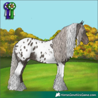 Horse Color:Silver Black Tobiano Appaloosa