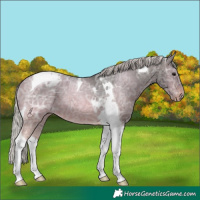 Horse Color:Silver Brown Ice Tobiano Appaloosa