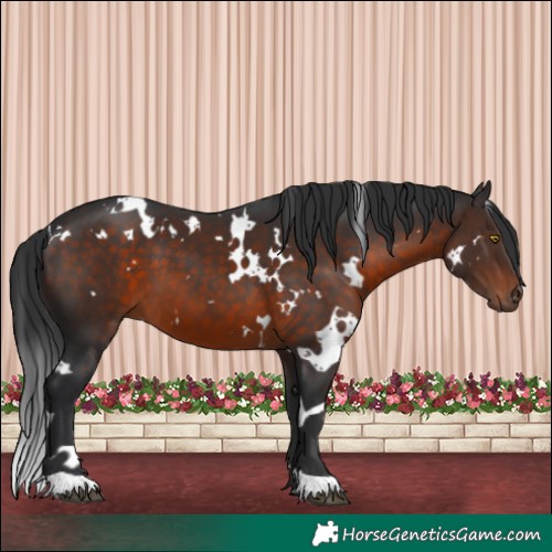 Horse Color:White Spotted Brown 