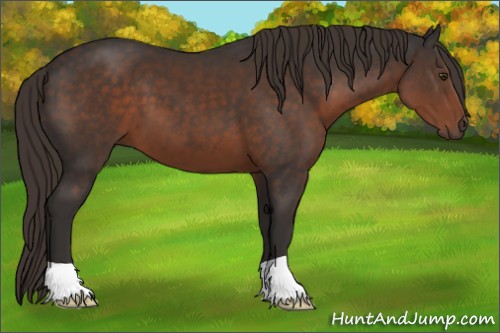 Horse Color:Liver Chestnut 