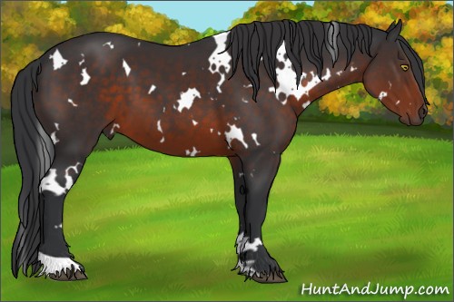 Horse Color:White Spotted Brown 