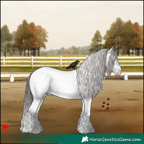 Horse Color:White Spotted Grullo Roan Near Fewspot