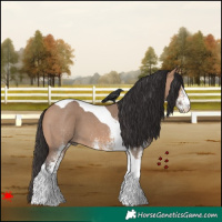 Horse Color:White Spotted Bay Dun Tobiano