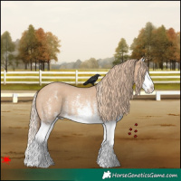 Horse Color:White Spotted Red Dun Splash Rabicano