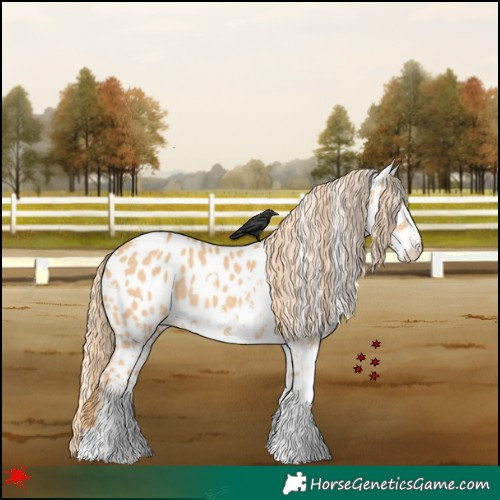 Horse Color:White Spotted Red Dun Near Leopard 