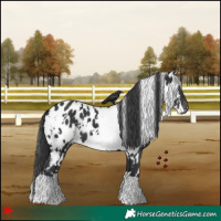 Horse Color:White Spotted Black Near Leopard 