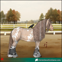 Horse Color:White Spotted Bay Dun Appaloosa 