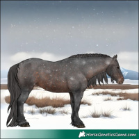 Horse Color:Brown Appaloosa Rabicano 