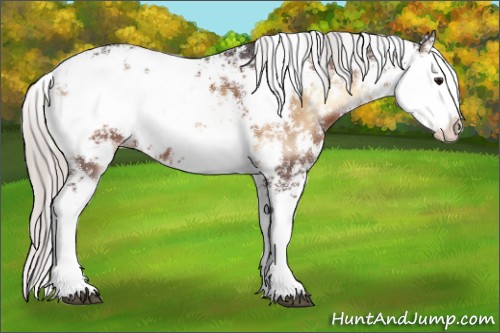 Horse Color:Silver Brown Onyx Sabino 