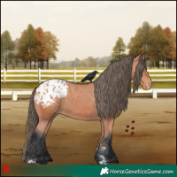Horse Color:Bay Appaloosa 
