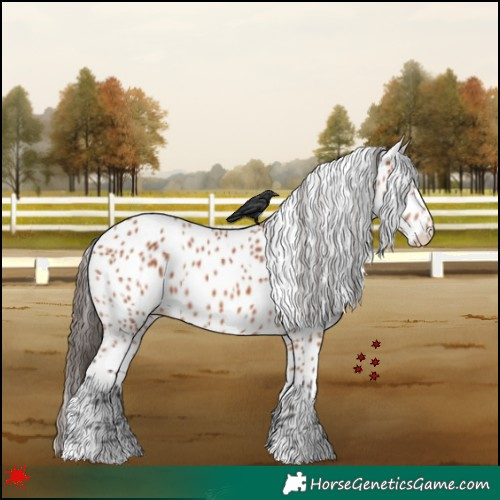 Horse Color:Bay Appaloosa Rabicano 