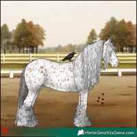 Horse Color:Bay Leopard Rabicano 