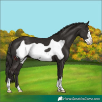Horse Color:Liver Chestnut Frame