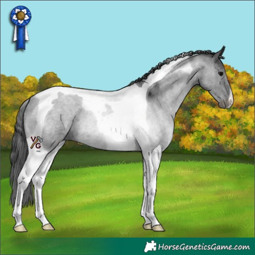 Horse Color:Blue Roan Tobiano 