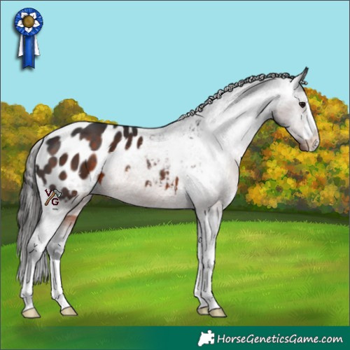 Horse Color:Brown Appaloosa 
