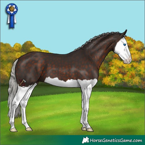 Horse Color:Silver Brown Splash 