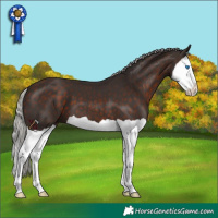 Horse Color:Silver Brown Splash