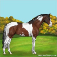 Horse Color:Brown Sabino Tobiano 