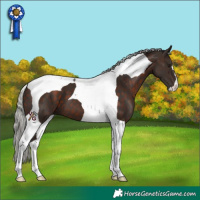 Horse Color:Silver Brown Tobiano 