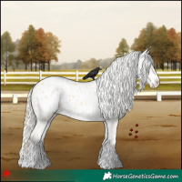 Horse Color:White Spotted Palomino Appaloosa