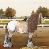 Horse Color:White Spotted Bay Dun Appaloosa