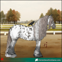 Horse Color:White Spotted Grullo Appaloosa