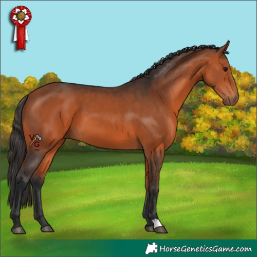 Horse Color:Bay 