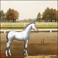 Horse Color:White Spotted Bay Near Fewspot 