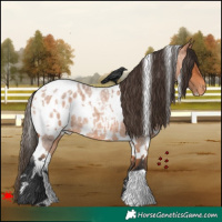 Horse Color:White Spotted Bay Roan Appaloosa