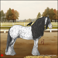 Horse Color:White Spotted Blue Roan Appaloosa 