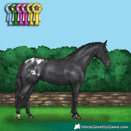 Horse Color:Black Appaloosa 