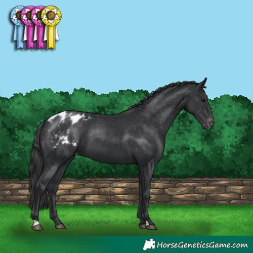 Horse Color:Black Appaloosa 