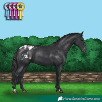 Horse Color:Black Appaloosa