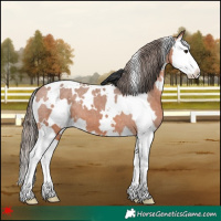 Horse Color:White Spotted Bay Splash Appaloosa