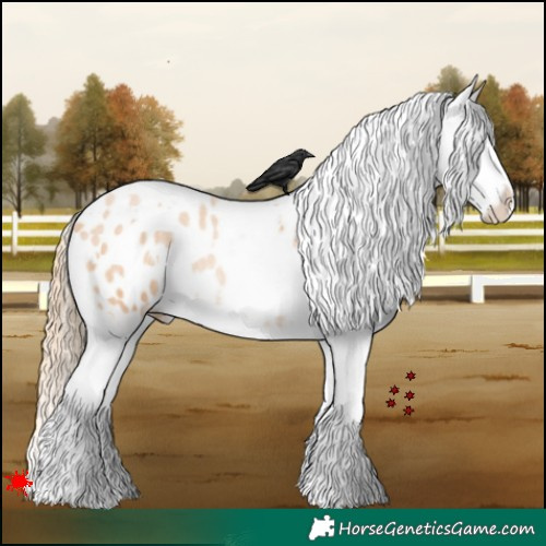 Horse Color:White Spotted Chestnut Splash Appaloosa 