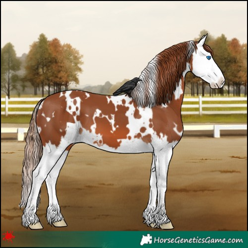 Horse Color:White Spotted Chestnut Splash