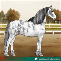 Horse Color:Black Sabino Appaloosa