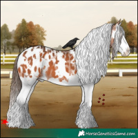 Horse Color:White Spotted Bay Splash Appaloosa 
