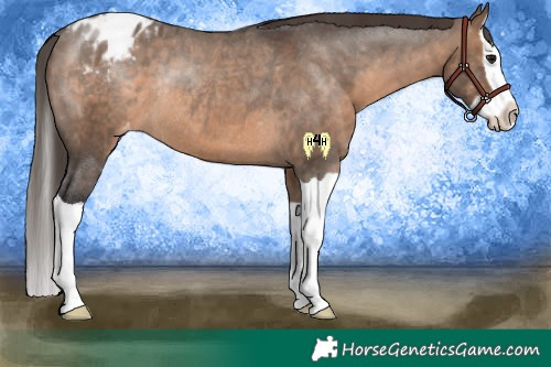 Horse Color:Brown Dun Splash Appaloosa Rabicano 