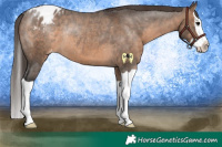 Horse Color:Brown Dun Splash Appaloosa Rabicano 